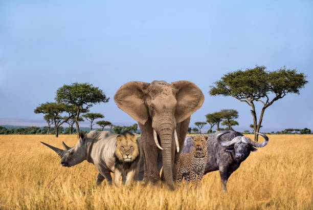 South Africa