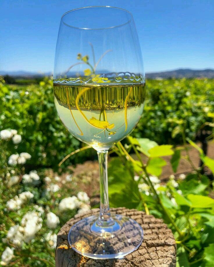 Robertson Winery - Sav Blanc 750ml (2024)