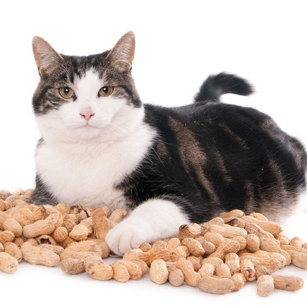 Black Cat - Crunchy Peanut Butter 400g (BB 20/12/2025)