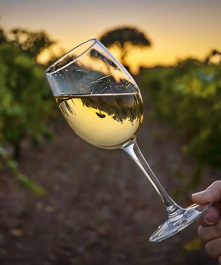 Robertson - Winery Sauvignon Blanc 750ml (2024)